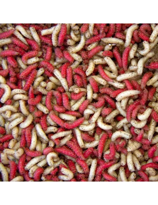 Maggot röd/vitta